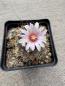 Preview: Turbinicarpus lophophoroides